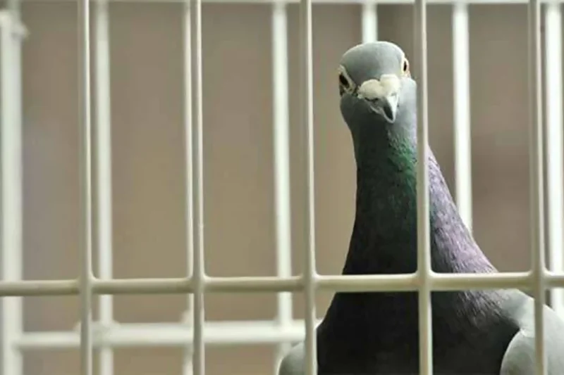 بوکھلاہٹ کی انتہا، بھارت نے جاسوس کبوتر پکڑ کر دنیا کو جگ ہنسائی کا موقع دے دیا