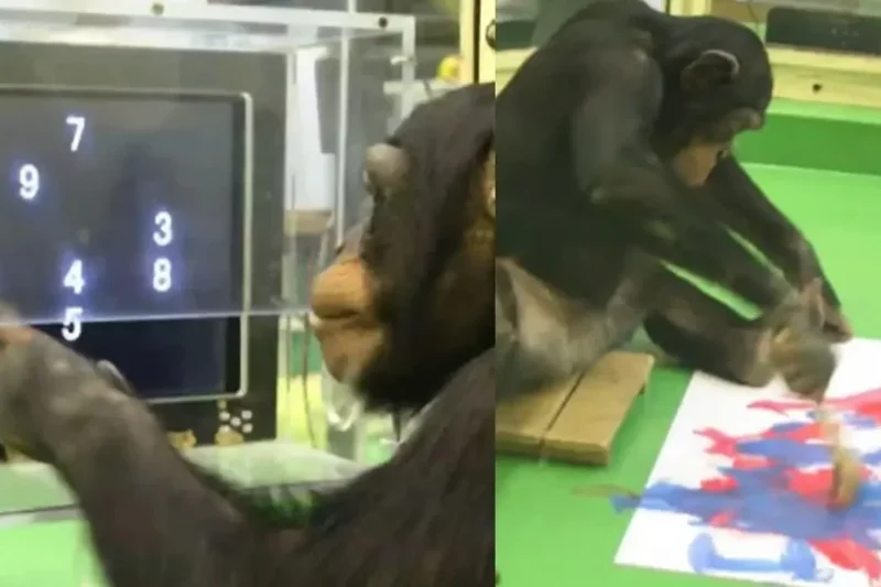 دنیا کی ذہین ترین چمپینزی 49 برس کی عمر میں چل بسی