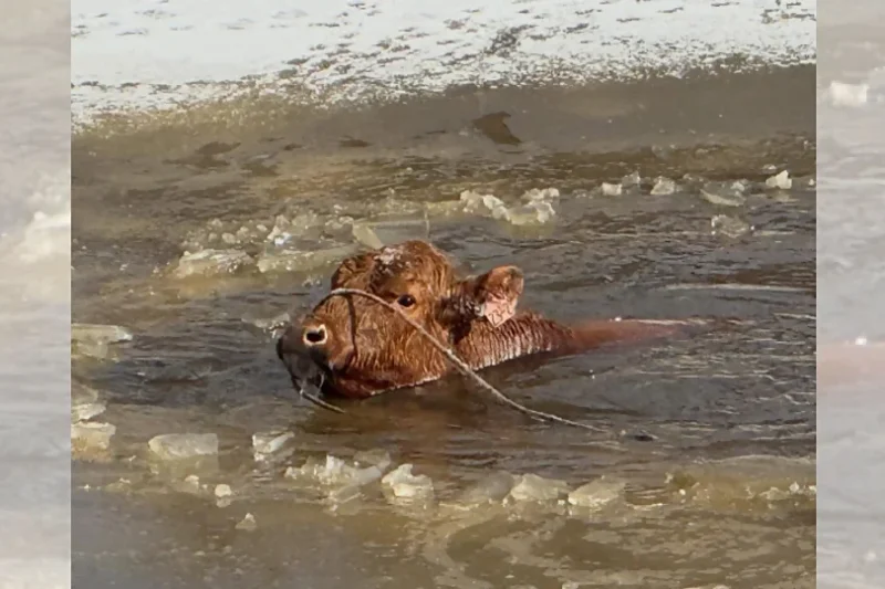 ریسکیو عملے نے برفیلے تالاب میں پھنسی گائے کو زندہ بچا لیا